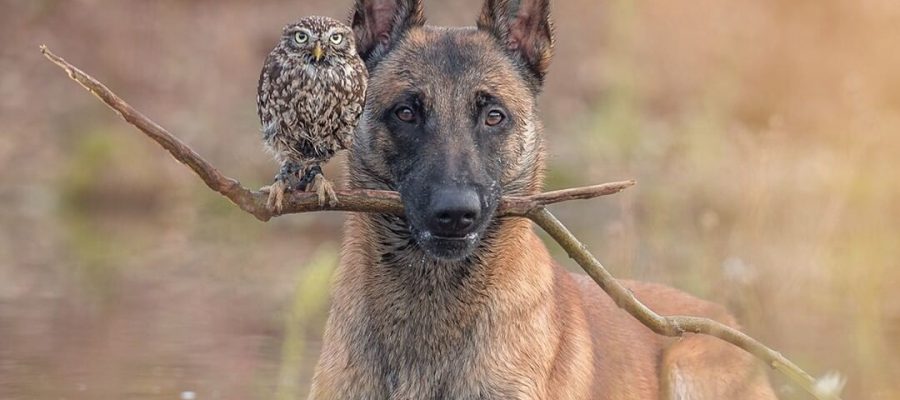 Hund trägt einen Stock auf dem eine Eule sitzt.