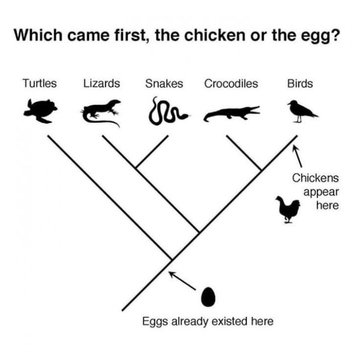 Auf die Frage ob das Ei oder das Huhn zuerst da war, gibt es naturwissenschaftlich eine eindeutige Antwort. Das Ei war evolutionär lange vor dem Huhn auf der Welt.